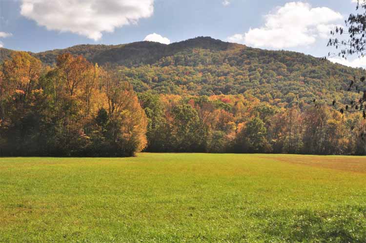 fall colors forest